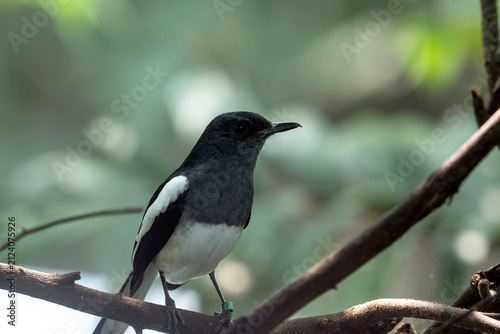 Foto Oriental magpie robin perched on a tree
