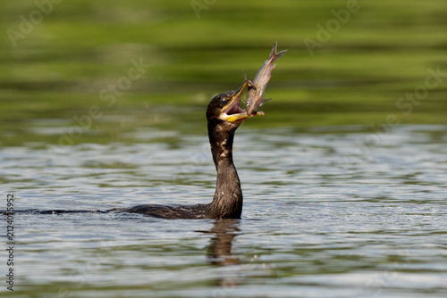 Neotropic Cormorant