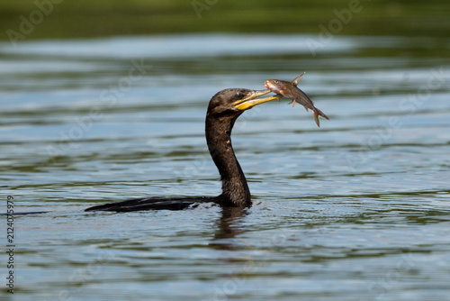 Neotropic Cormorant