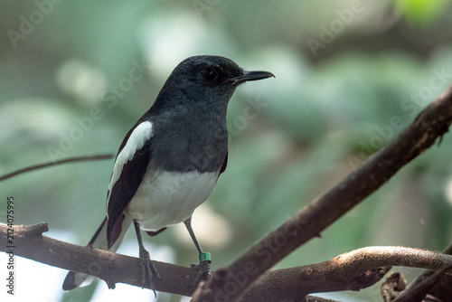 Quadro su tela Oriental magpie robin perched on a tree