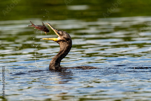 Neotropic Cormorant 