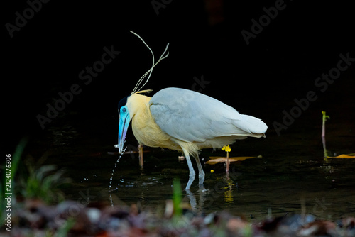 Capped Heron