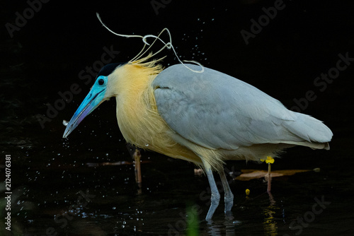 Capped Heron