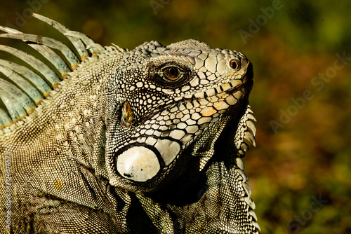 iguana on a tree