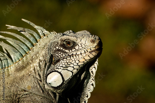 iguana on a tree