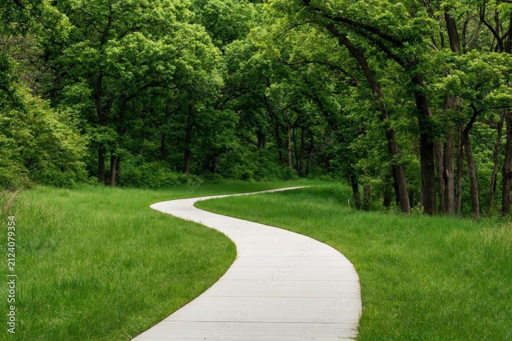 Obraz premium Path and winding concrete pathway through a green park landscape with a forest trail