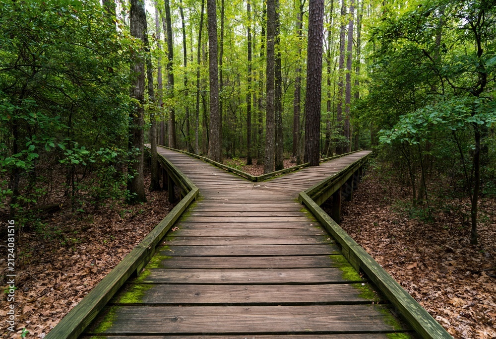 Obraz premium Boardwalk trail through a dense forest reaching a wooden fork in the nature path