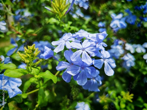 Canvastavla Close up of light blue plumbago flowers blooming among lush green foliage in a garden