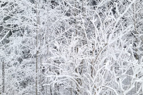 Snowy Winter Wonderland: Frost-Covered Trees in Serene Landscape