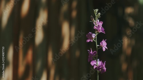 Wildflower stem with purple blossoms and buds glows in warm sunlight before dark green blurred background