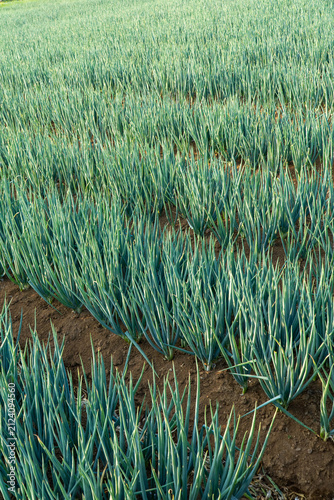 Foto Rows of green onion plants growing in fertile soil, showcasing healthy leafy vegetables in a cultivated agricultural field under natural daylight