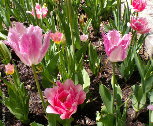 Pink tulips blooming on flower bed