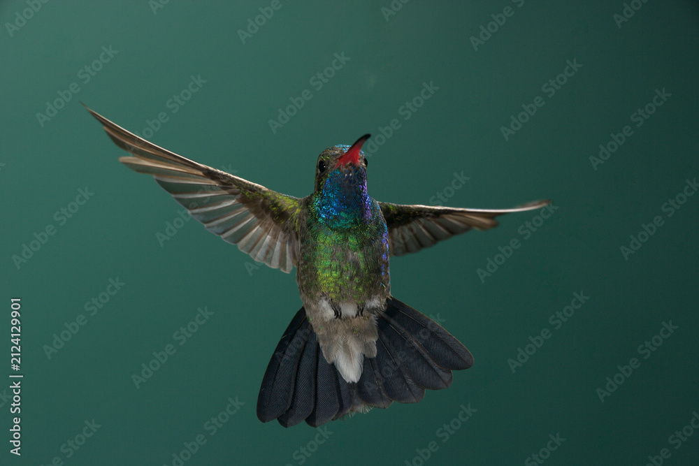 Fototapeta premium Broad-billed hummingbird in flight