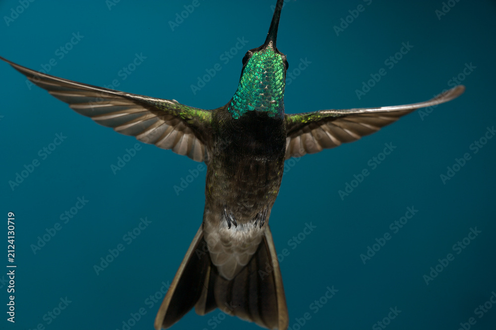 Fototapeta premium Rivoli's Hummingbird in flight