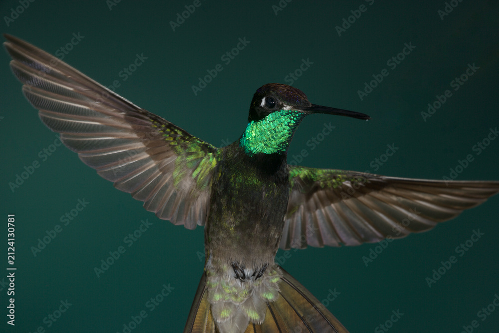 Fototapeta premium Rivoli's Hummingbird in flight