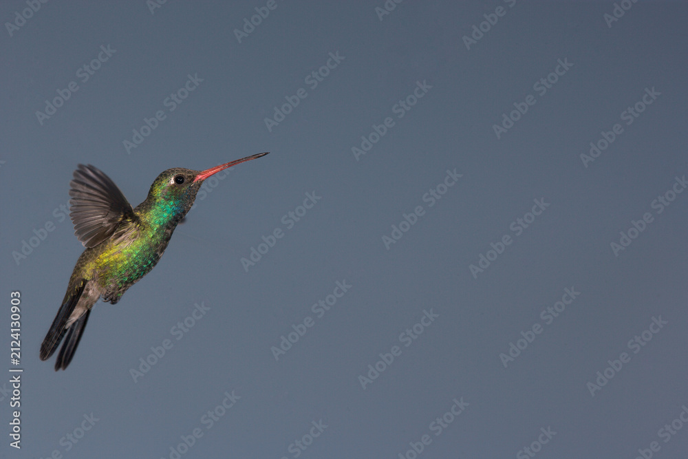 Fototapeta premium Broad-billed hummingbird in flight