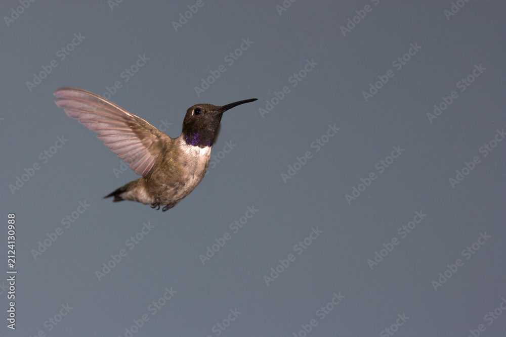 Fototapeta premium Black-chinned hummingbird in flight