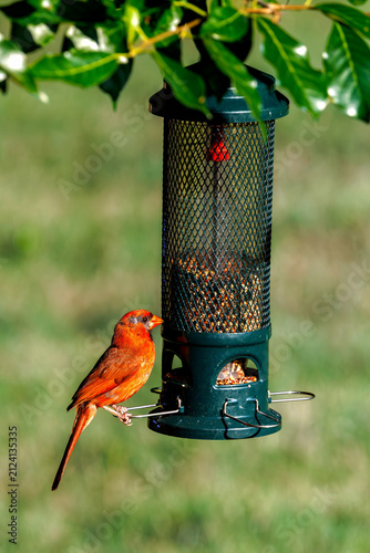 Northern Cardinal perched on a bird feeder
