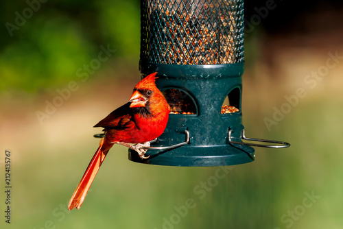 Northern Cardinal perched on a bird feeder