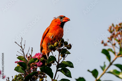 Northern Cardinal perched on a crape myrtle tree