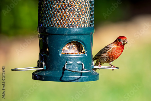 House Finch perched on a bird feeder