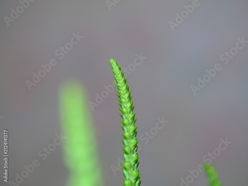 Quadro su tela Macro shot of a green plant spike or seed head against a soft blurred background