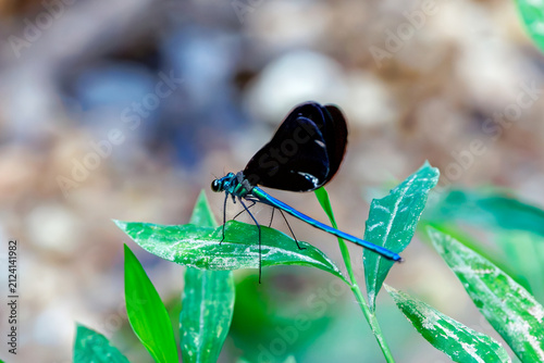 Ebony Jewelwing Damselfly on a plant along a creek 