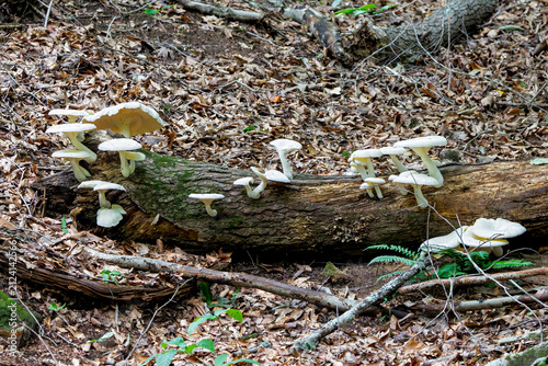 mushrooms growing on a decaying log on a forest trail