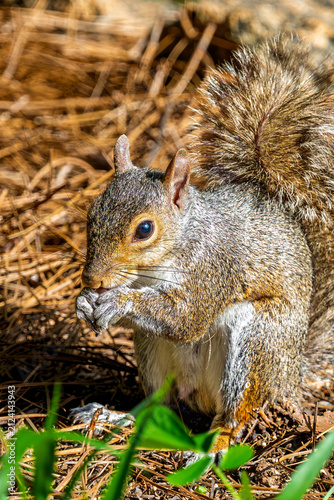 cute eastern gray squirrel eating seeds