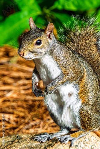 curious eastern gray squirrel standing up
