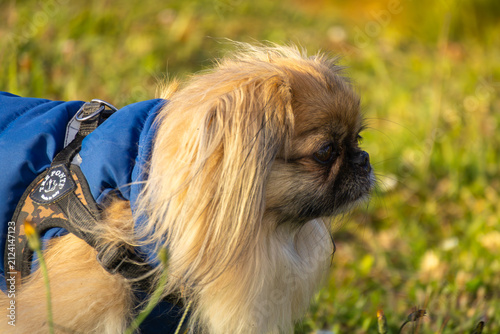 Canvas Print Pekingese in the park