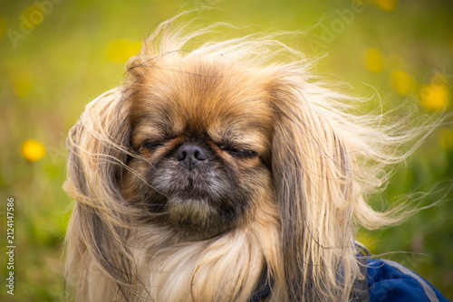 Quadro su tela Portrait of a pekingese with wind