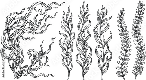 Photography Hand drawn sketch seaweed vector illustration set with detailed underwater algae