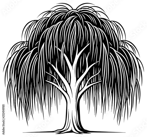 Weeping Tree Vector Line Art Illustration with Cascading Foliage Isolated on Transparent Background
