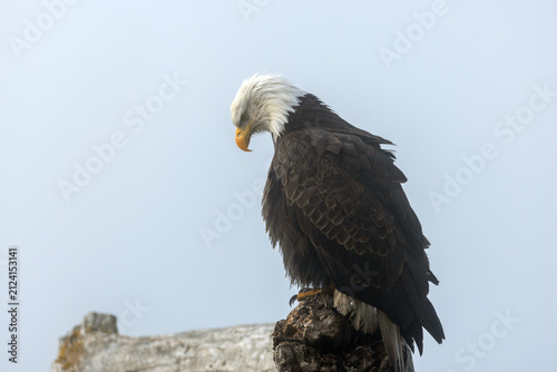American Bald Eagle looking downward while on Coastal Driftwood in Fog, Homer Spit, Alaska