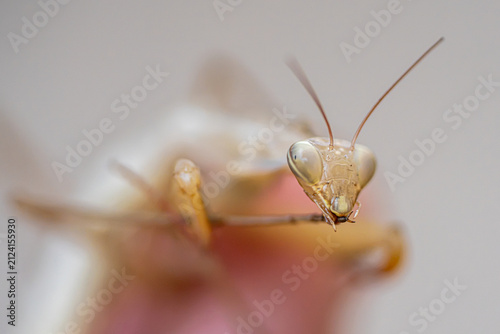 Praying mantis face in an extreme macro portrait

Front-facing extreme macro portrait of a pale praying mantis, highlighting its large compound eyes and long antennae against a soft neutral background