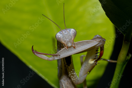 Принти на полотні Praying mantis displaying its spiny raptorial forelegs

Dramatic macro photograph of a pale praying mantis facing the camera while extending its powerful, hook-shaped raptorial forelegs