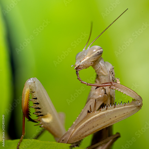 Praying mantis cleaning its leg in detailed macro view

Detailed macro photograph of a pale praying mantis cleaning its foreleg, showing the characteristic spines and specialized predatory a