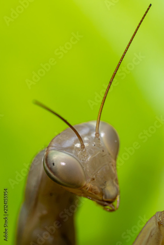 Extreme close-up of a praying mantis head and eyes

Extreme macro portrait revealing the compound eye, facial structure and long antennae of a pale praying mantis against a bright green back