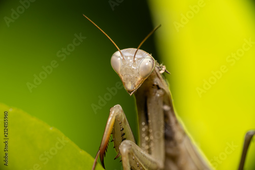 Photography Praying mantis looking directly at the camera

Front-facing macro portrait of a pale praying mantis with prominent compound eyes, framed by vivid green foliage