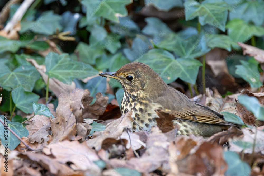 Fototapeta premium Song Thrush in leaf litter, Turvey Nature Reserve