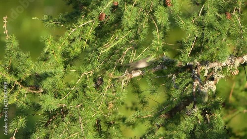 a singing blackcap, sylvia atricapilla, on a larch tree at a sunny summer morning