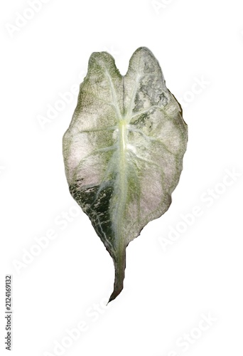 Heart-shaped leaf of Alocasia Venom Pink Mint with silvery-white and green coloration, velvety surface, and visible veins radiating from the center on white isolated background