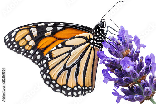 Monarch Butterfly Featuring Patterned Wings on Lavender Flower Pollinator Nature Scene Isolated to Transparent Background