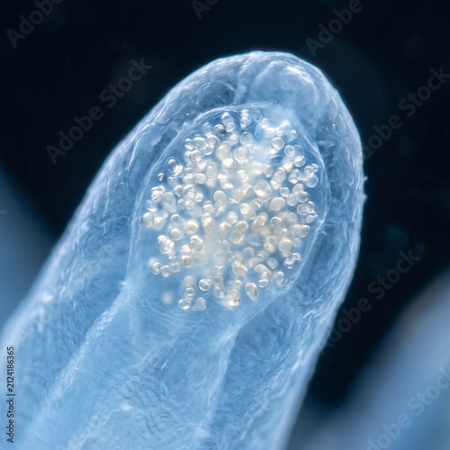 Extreme macro of glowing microscopic cells inside a nudibranch appendage