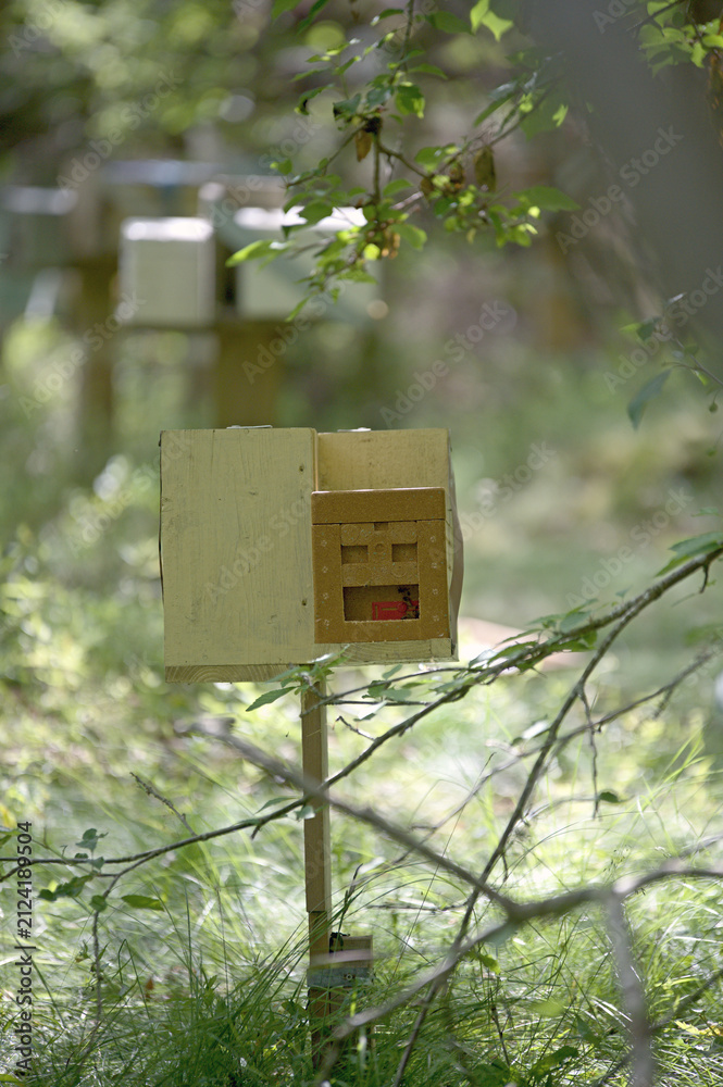 Fototapeta premium Wooden beehives in dappled light in a summer apiary