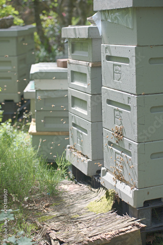 Fotografía Line of beehives receding through a summer woodland