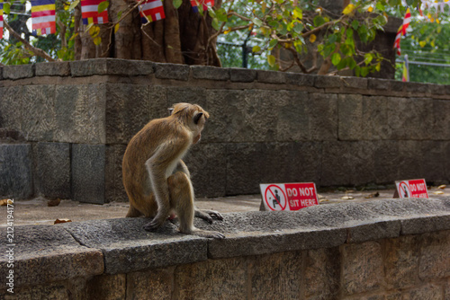 Obraz na płótnie Wild toque macaque sitting on ancient stone ruins in Sri Lanka