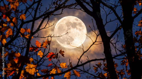 A bright full moon shines through the dark silhouette of bare autumn tree branches, adorned with colorful fallen leaves.