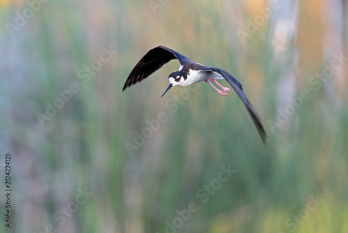A black-necked stilt (Himantopus mexicanus) in flight.